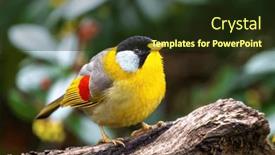  Presentation with south asia - Presentation theme featuring adult-silver-eared-mesia-leiothrix background and a  colored foreground
