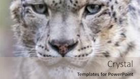  Presentation with snow - Cool new PPT theme with adult-snow-leopard-panthera-uncia backdrop and a mint green colored foreground