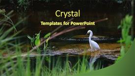  Presentation with pond - PPT theme with adult-snowy-egret background and a wine colored foreground