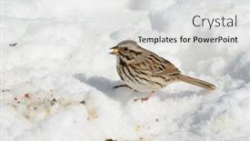  Presentation with snow day - Presentation theme consisting of adult-song-sparrow-in-snow background and a light gray colored foreground