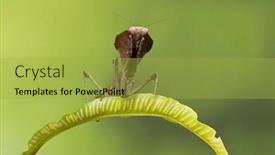  Presentation with specimen - Presentation theme having adult-specimen-of-a-ghost background and a yellow colored foreground