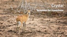  Presentation with kruger - Beautiful PPT layouts featuring adult-steenbok-in-kruger-national backdrop and a coral colored foreground