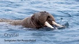  Presentation with water ocean - Presentation design enhanced with adult-walrus-odobenus-rosmarus-swimming background and a light blue colored foreground