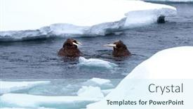  Presentation with coast - Theme enhanced with adult-walruses-odobenus-rosmarus-swimming background and a  colored foreground