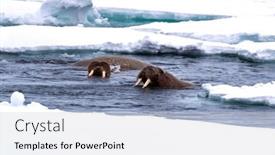  Presentation with coast - Presentation theme with adult-walruses-odobenus-rosmarus-swimming background and a light gray colored foreground