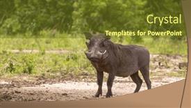 Presentation with uganda - Presentation theme featuring adult-warthog-phacochoerus-africanus background and a tawny brown colored foreground