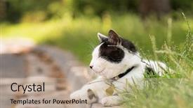 Presentation with roadside - Cool new slides with adult white and black cat lying in the street on the roadside backdrop and a coral colored foreground