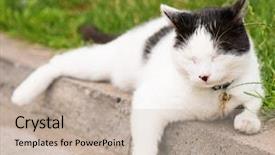  Presentation with roadside - Presentation design consisting of adult white and black cat lying in the street on the roadside background and a mint green colored foreground