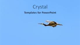  Presentation with flight - Presentation theme consisting of adult-white-faced-heron-egretta background and a light gray colored foreground