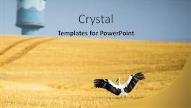  Presentation with field - Cool new PPT layouts with adult-white-stork-ciconia-ciconia backdrop and a light blue colored foreground
