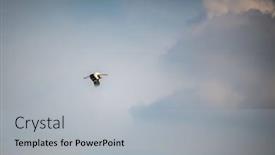  Presentation with white - Slide deck enhanced with adult-white-stork-ciconia-ciconia background and a light gray colored foreground