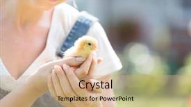  Presentation with baby chicken in poultry farm - Slides featuring adult woman holding small chick background and a coral colored foreground