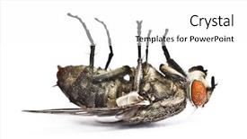  Presentation with fly - Cool new presentation design with aedes mosquito - dead fly on white background backdrop and a white colored foreground