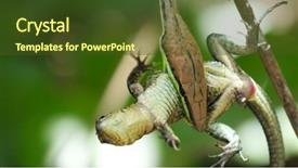  Presentation with costa rica - Colorful PPT layouts enhanced with aeneus with its prey lizard backdrop and a tawny brown colored foreground