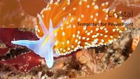  Presentation with california - Slide deck featuring aeolid-nudibranch-called-hermissenda-crawls background and a gold colored foreground