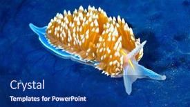  Presentation with california - Cool new theme with aeolid-nudibranch-called-hermissenda-crawls backdrop and a navy blue colored foreground