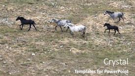  Presentation with wild horses - Presentation having aerial-cinematic-slow-motion-shot background and a gray colored foreground