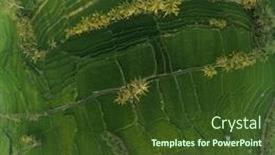  Presentation with rice fields - Amazing slide set having aerial drone view of beautiful rice fields in bali indonesia backdrop and a tawny brown colored foreground