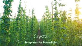  Presentation with morning sunrise - Slide deck having aerial-fly-over-hop-farm background and a tawny brown colored foreground