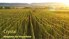  Presentation with morning sunrise - Slides enhanced with aerial-fly-over-hop-farm background and a tawny brown colored foreground