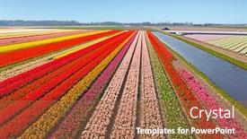  Presentation with tulip - Amazing presentation theme having aerial-from-blossoming-tulip-fields backdrop and a red colored foreground
