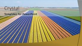  Presentation with tulip - Slides with aerial-from-blossoming-tulip-fields background and a light blue colored foreground