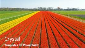  Presentation with tulip - Audience pleasing theme consisting of aerial-from-blossoming-tulip-fields backdrop and a crimson colored foreground
