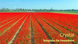  Presentation with tulip - Audience pleasing PPT theme consisting of aerial-from-blossoming-tulip-fields backdrop and a tawny brown colored foreground