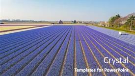  Presentation with tulip - Presentation theme enhanced with aerial-from-blossoming-tulip-fields background and a violet colored foreground