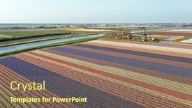  Presentation with windmill - Slides consisting of aerial-from-flower-fields background and a violet colored foreground