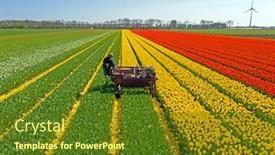  Presentation with tulips - Beautiful presentation theme featuring aerial-from-topping-tulips backdrop and a tawny brown colored foreground