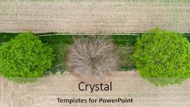  Presentation with green tree - Slide set consisting of aerial over dead leafless tree background and a soft green colored foreground