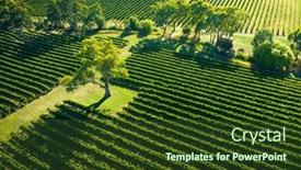  Presentation with vineyard - Slides featuring aerial-photo-of-a-vineyard and a tawny brown colored foreground
