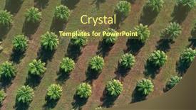  Presentation with aerial - Slide deck having aerial-photo-of-palm-oil background and a tawny brown colored foreground