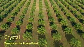  Presentation with aerial - Audience pleasing PPT theme consisting of aerial-photo-of-palm-oil backdrop and a tawny brown colored foreground