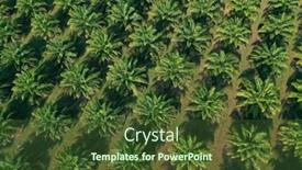  Presentation with palm oil - Slide set featuring aerial-photo-of-palm-oil background and a tawny brown colored foreground