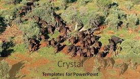  Presentation with south africa - Colorful slide set enhanced with aerial-view-of-a-herd backdrop and a gold colored foreground