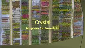  Presentation with green tree - PPT layouts with aerial-view-of-a-tree background and a tawny brown colored foreground