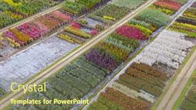  Presentation with yellow green - Presentation having aerial-view-of-a-tree background and a tawny brown colored foreground