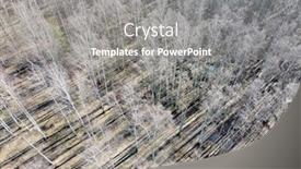  Presentation with dark forest - Amazing slides having aerial-view-of-bare-birch backdrop and a gray colored foreground