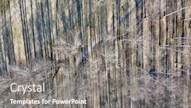  Presentation with dark forest - Beautiful presentation theme featuring aerial-view-of-bare-birch backdrop and a gray colored foreground