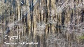  Presentation with dark forest - Presentation theme with aerial-view-of-bare-birch background and a gray colored foreground