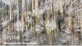  Presentation with dark forest - Beautiful presentation theme featuring aerial-view-of-bare-birch backdrop and a gray colored foreground