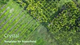  Presentation with betel nut - PPT theme enhanced with aerial-view-of-betel-nut background and a tawny brown colored foreground