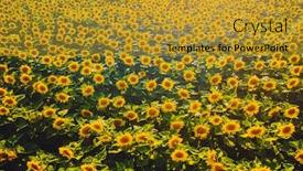  Presentation with agrarian - Slide deck having aerial-view-of-bright-yellow background and a gold colored foreground