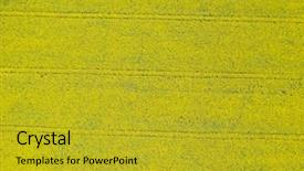  Presentation with rapeseed - Amazing slide set having aerial view of cultivated rapeseed backdrop and a gold colored foreground
