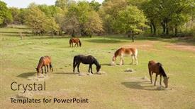  Presentation with pasture - Cool new slide set with aerial-view-of-five-horses backdrop and a yellow colored foreground