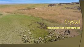  Presentation with grazing - PPT theme having aerial-view-of-grazing-herds background and a coral colored foreground