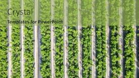  Presentation with vegetable farm - Cool new theme with aerial-view-of-green-farm backdrop and a yellow colored foreground