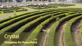  Presentation with maze - Cool new theme with aerial view of green maze backdrop and a  colored foreground